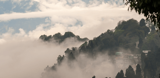 darjeeling